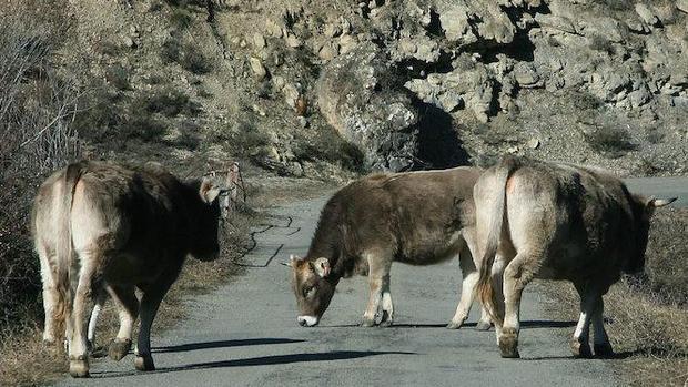 Vacas transitando plácidamente por una carretera vecinal