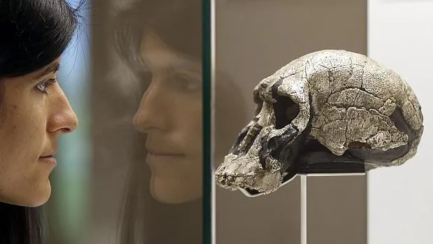 Detalle de un cráneo de homo rulfensis que se puede ver en la exposición «La cuna de la humanidad»
