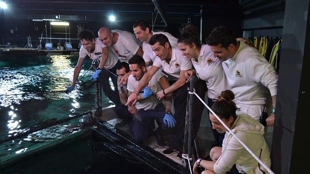 Nacen siete pequeños tiburones grises en un zoo de Tenerife