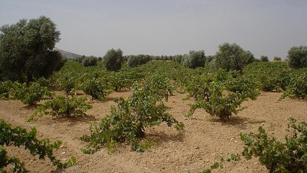 Viñedo Pañofino, de Bodegas Barreda