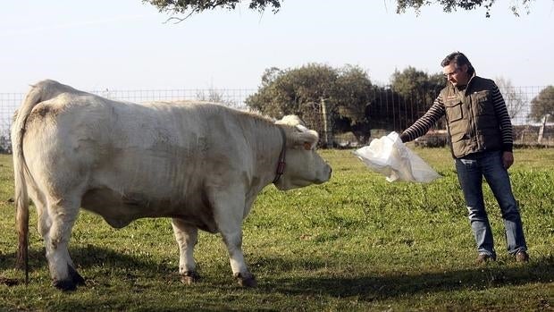 El ganadero salmantino Ángel Santiago García junto a una vaca con el nuevo sistema