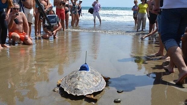 La tortuga «Terry», llegando a la orilla del mar