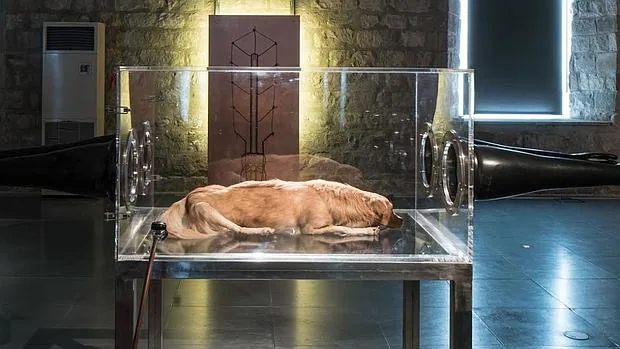 Detalle del perro disecado que puede verse en el museo