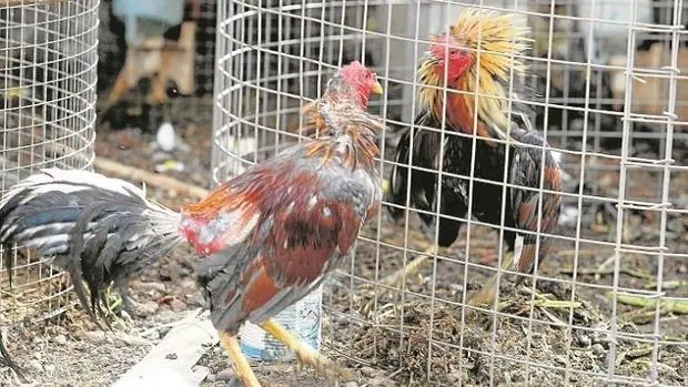 Dos gallos de pelea, en una finca del norte de Tenerife