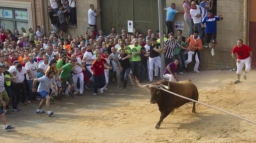 Toro enmaromado, en Benavente