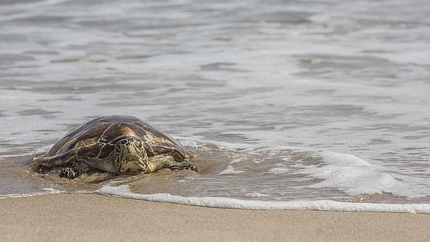 Imagen de una de las tortugas recuperadas