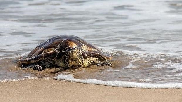 El niño que quería ser un gran deportista y la tortuga mágica del río