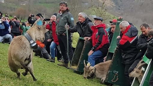 Cabra madrileña soltada ayer en el Pirineo francés con un radiolocalizador al cuello