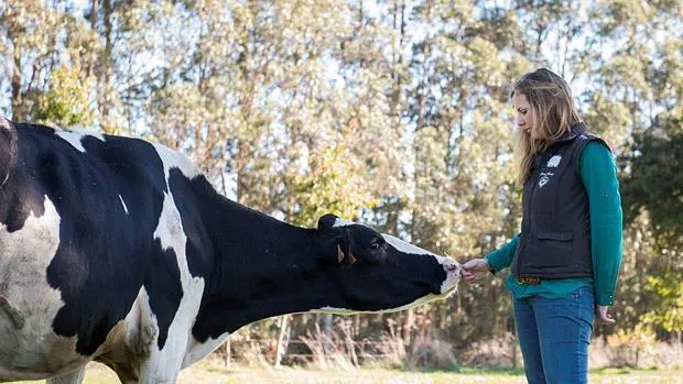 Cristina Fernández-Armesto con una de sus vacas