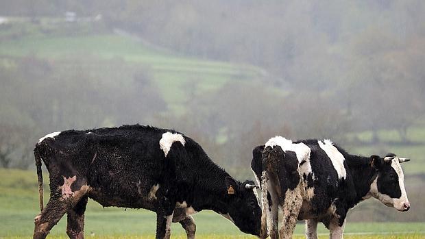 Dos de las vacas de la explotación ganadera denunciada en Chantada, Lugo