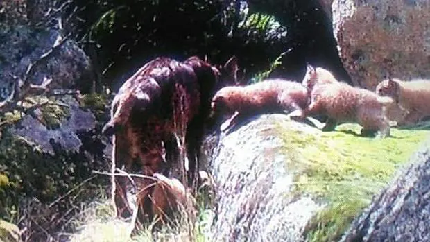 Captura de imagen de Kuma con sus cachorros tras la revisión de las cámaras de foto-trampeo