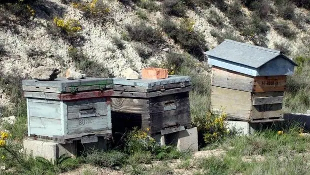 Paneles de abejas en un campo agrícola