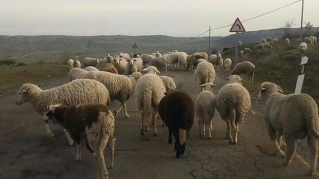 El rebaño invadiendo la calzada de Vadillo de la Sierra