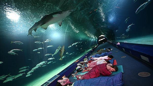 Imagen de unos niños durmiendo en el Oceanogràfic de Valencia