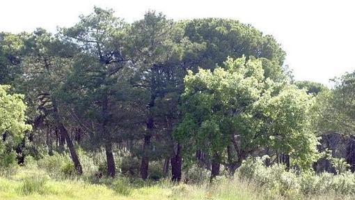 Arboleda en la Dehesa Boyal de Los Yébenes