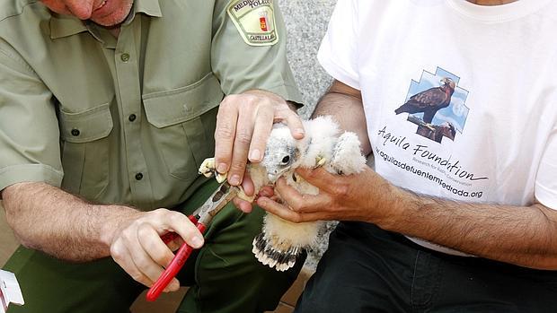 Momento en el que anillan una pata a un halcón peregrino