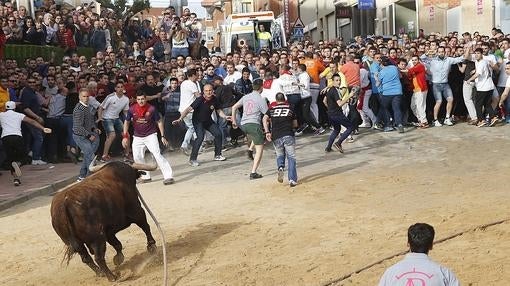 El toro, de color castaño chorreado en verdugo, ha reculado en numerosas ocasiones