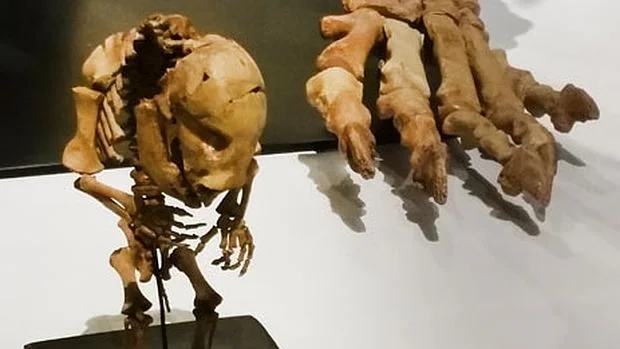 Osos cavernarios y un mamut lanudo, entre los nuevos fósiles del Museo de Ciencias Naturales