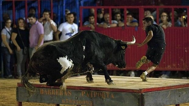 El toro «Ratón», célebre por haber causado dos muertes, en las fiestas de Sueca