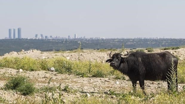 Búfalos con estrella Michelin en la sierra de Madrid