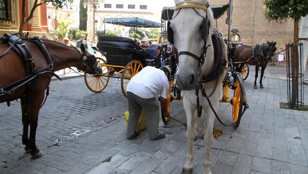 Imagen de archivo de un cochero recogiendo los excrementos de su caballo