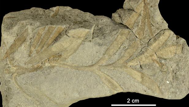 Hoja fosilizada que avala esa primitiva conexión geográfica entre la provincia de Teruel y EEUU