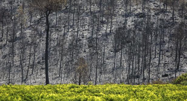 Imagen de las consecuencias del incendio de Carcaixent (Valencia)