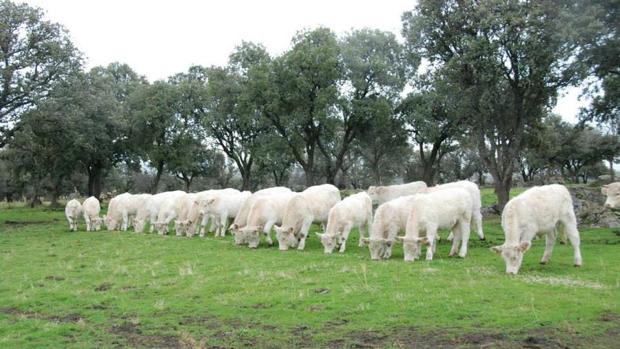 Finca La Lindaraja: La mejor carne de buey a un solo «click»