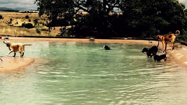 Un resort con piscina canina a treinta kilómetros de Madrid