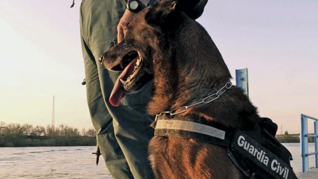 La Guardia Civil cuenta con una eficaz unidad canina para la detección de drogas y explosivos