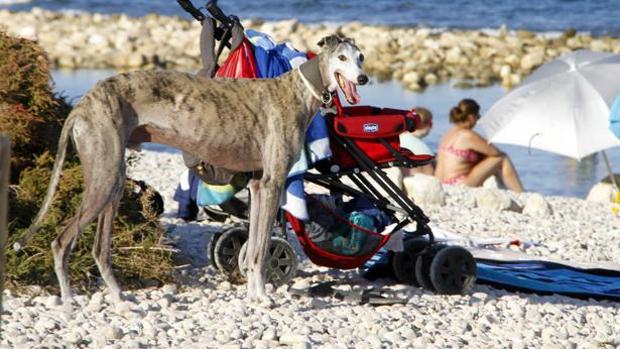 Imagen de archivo de una playa que permite el acceso a perros