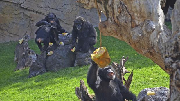 Así combaten el calor los animales salvajes de Bioparc  Valencia