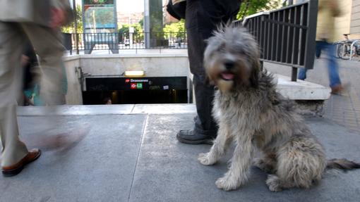 Un perro ante las escaleras del metro en Barcelona