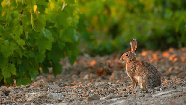 Imágen de un conejo en el campo