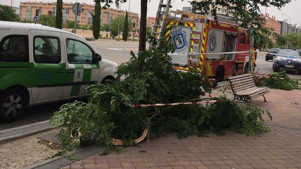 Los bomberos retiran la rama caída en Vallecas