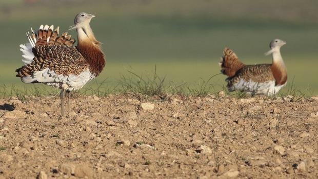 La conservación de la aves, como la avutarda, parece que es incompatible ahora con los cultivos leñosos