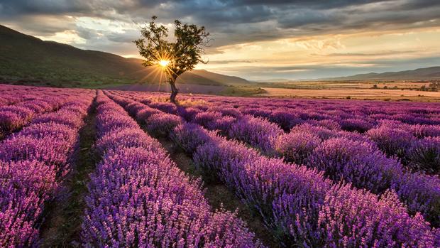 El aroma de Zenet y Estrella Morente llegan al Festival de la Lavanda de Brihuega