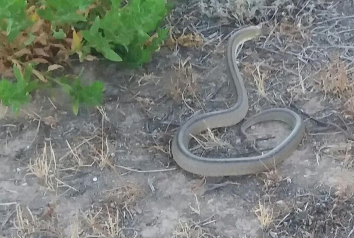 La serpiente, tras ser capturada por los bomberos, fue soltada en un campo a las afueras de la localidad