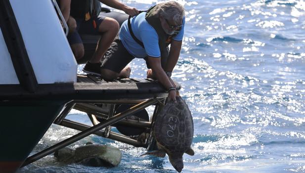 Imagen de la tortuga en el momento de la liberación