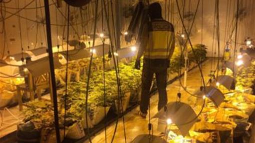 Un agente inspecciona la plantación de marihuana.