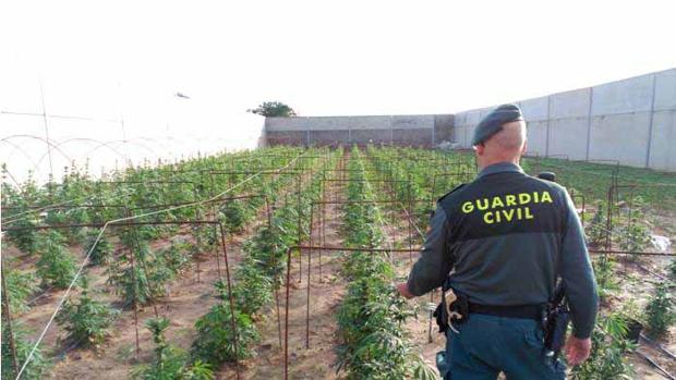Plantación de marihuana ilegal en Utrera