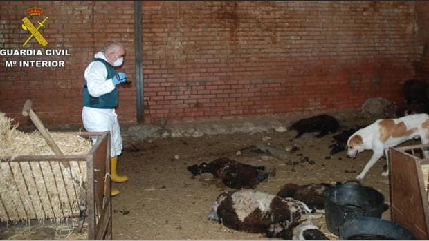 La Guardia Civil interviene una ganadería con animales moribundos, sin alimentar y en estado de putrefacción