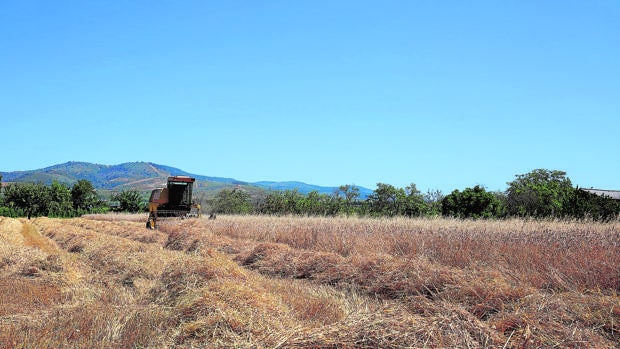 Una cosecha «buena» según los agricultores está tocando a su fin en Castilla y León