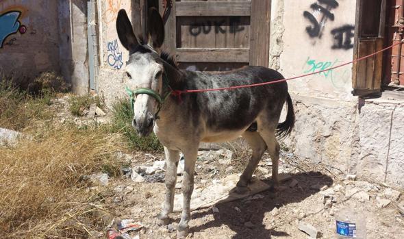 Imagen del burro robado en el lugar donde ha sido encontrado