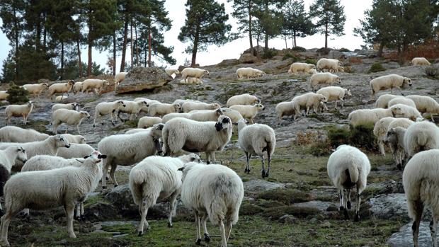 Rebaño de ovejas pastando en Duruelo de la Sierra