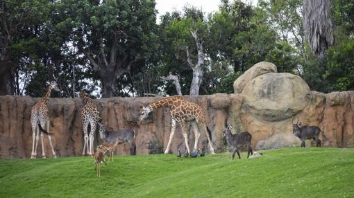 Imagen de los antílopes junto a otros animales en el Bioparc