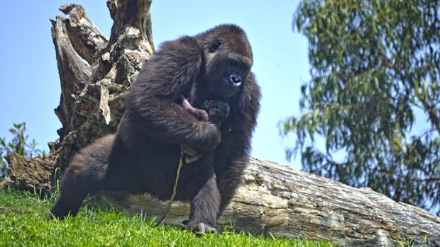 Vídeo: una gorila da a luz a su cría ante un grupo de turistas en Valencia