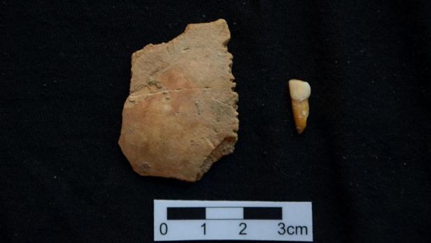Detalle del diente y el pariental encontrados en Moià