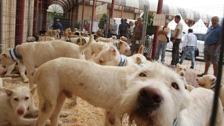 Podencos en la feria el pasado año