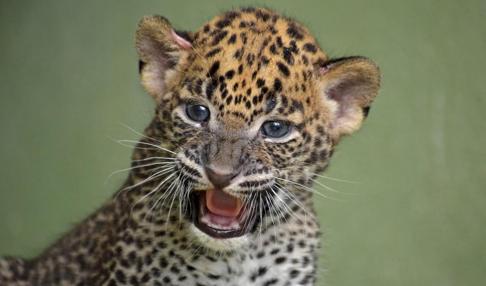 Imagen del leopardo en el Bioparc Valencia